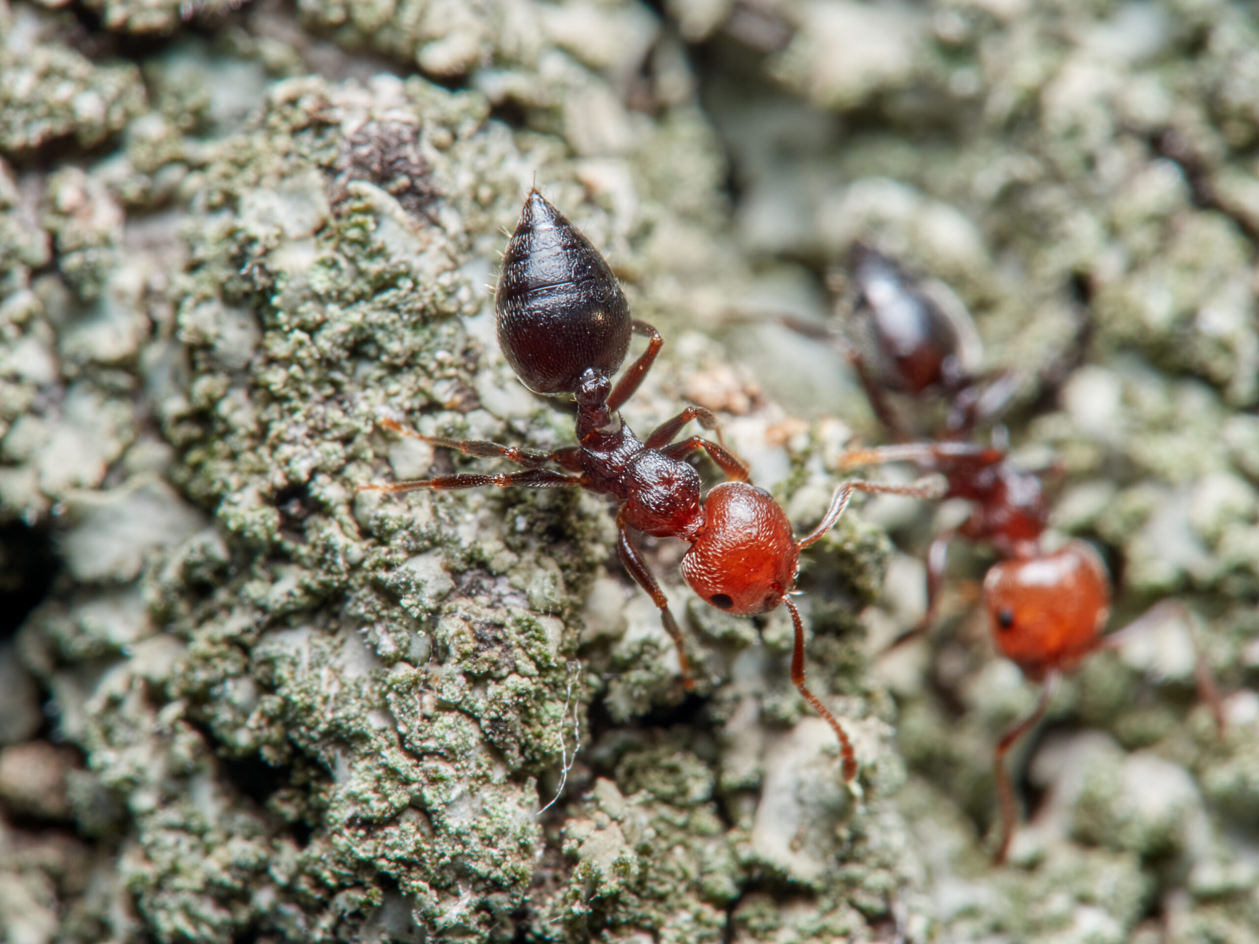 Acrobat ant close-up