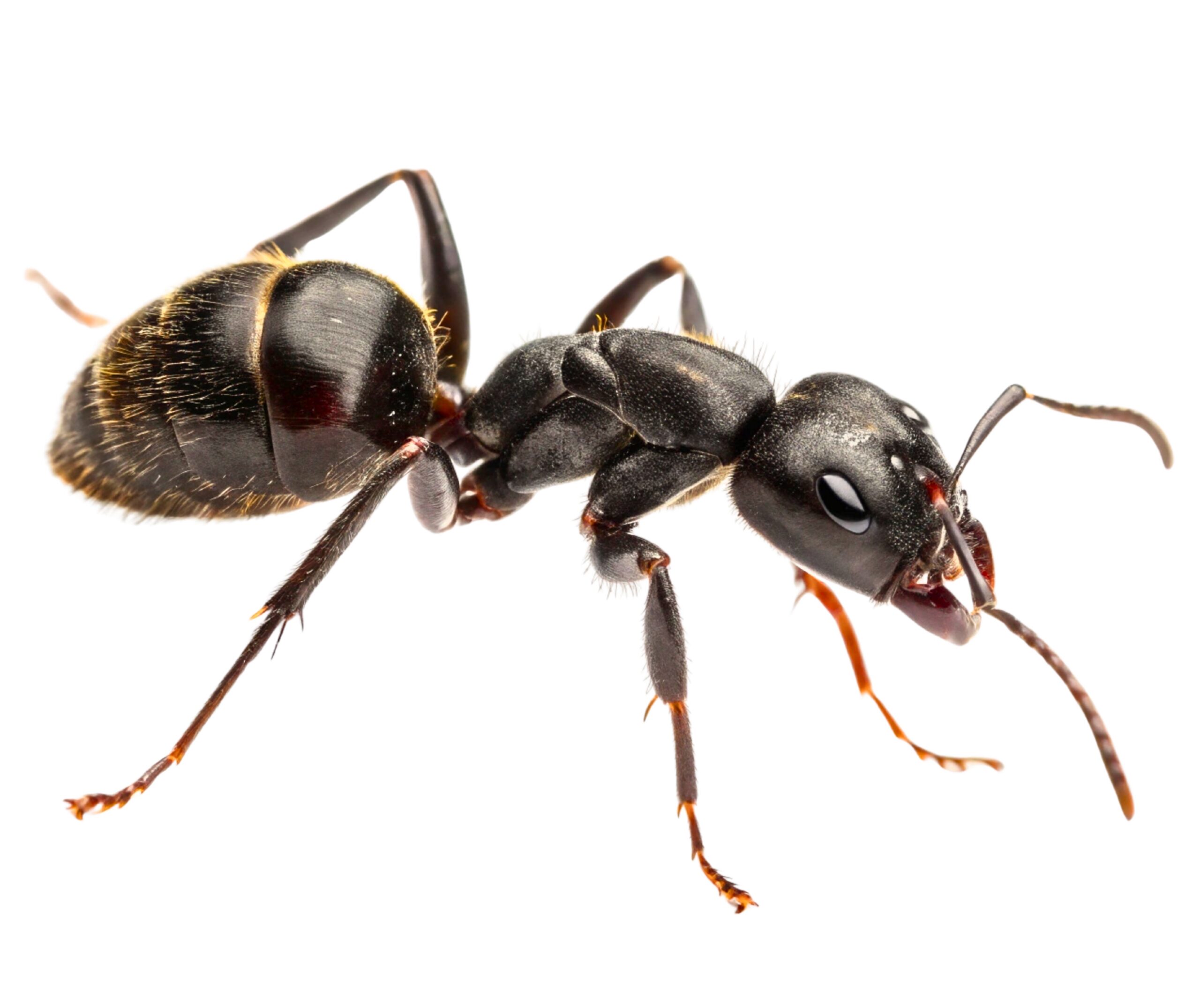 Carpenter ant close-up