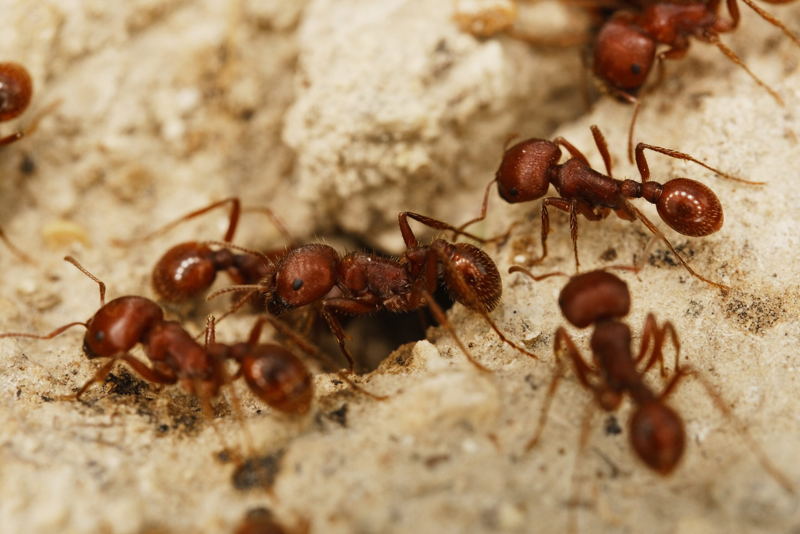 Fire ant close-up