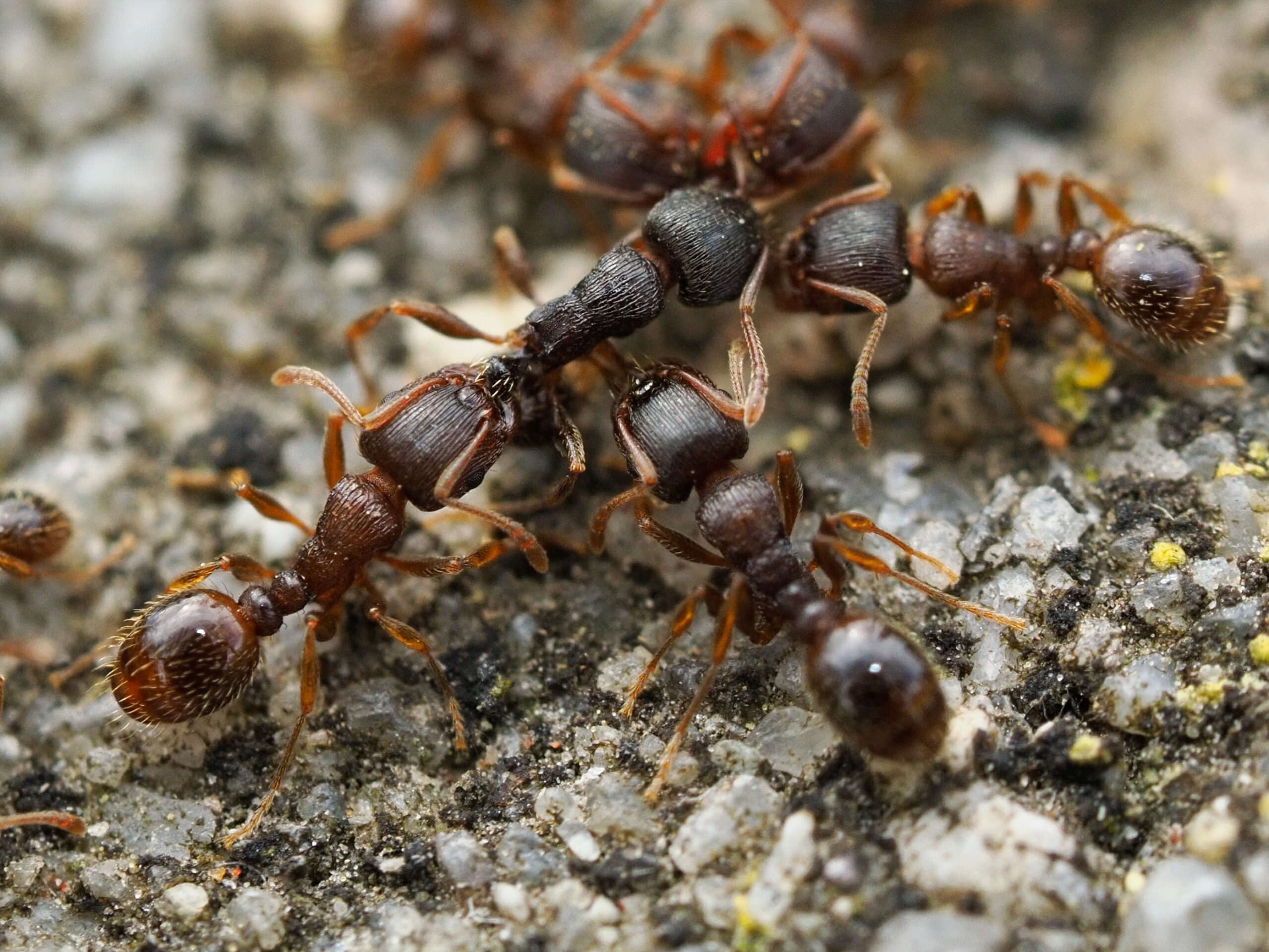 Pavement ant close-up