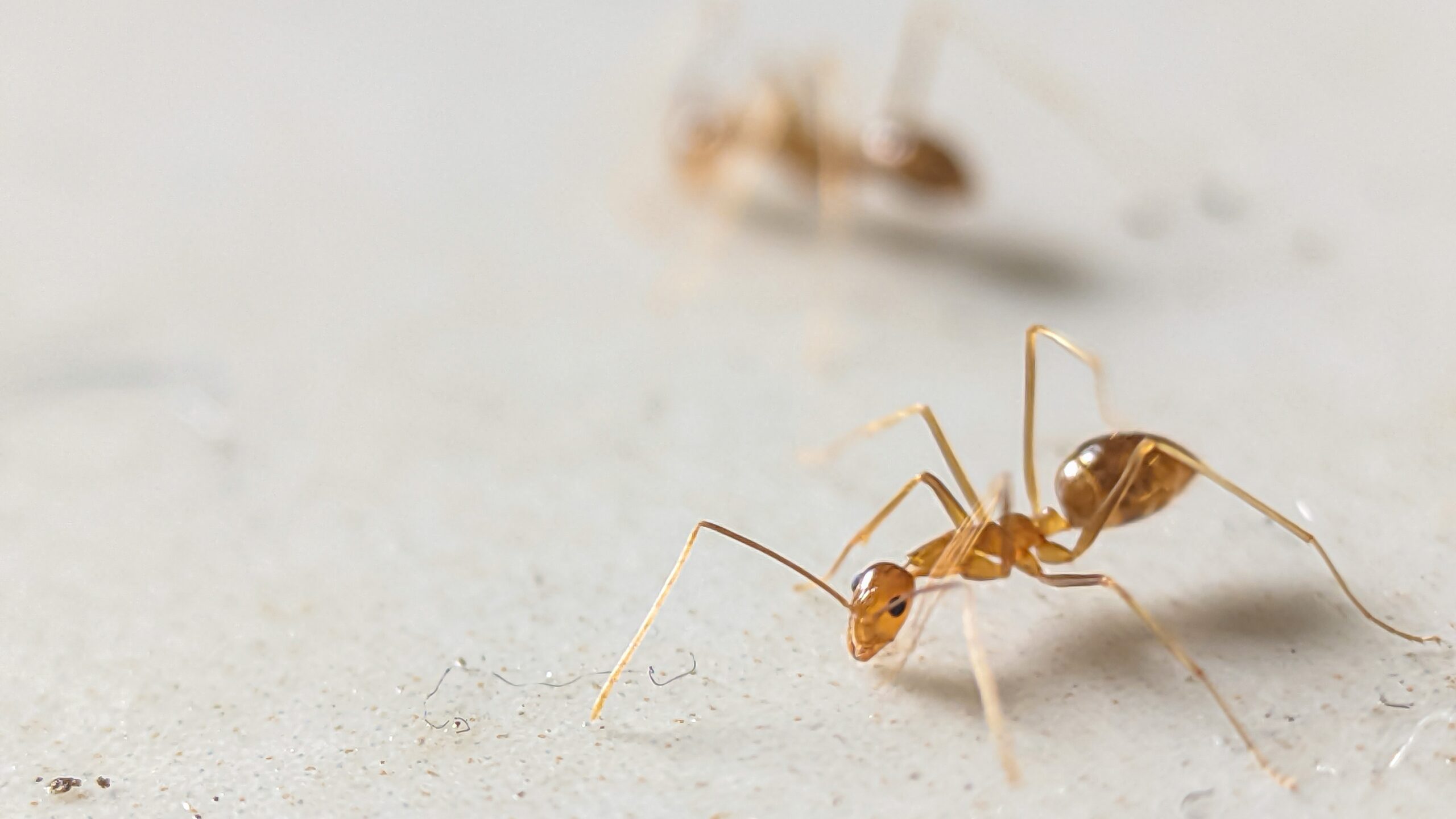 Pharaoh ant close-up