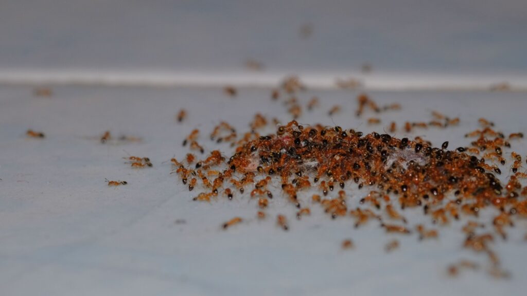 Why Do Ants Keep Coming Back Even After Spraying?