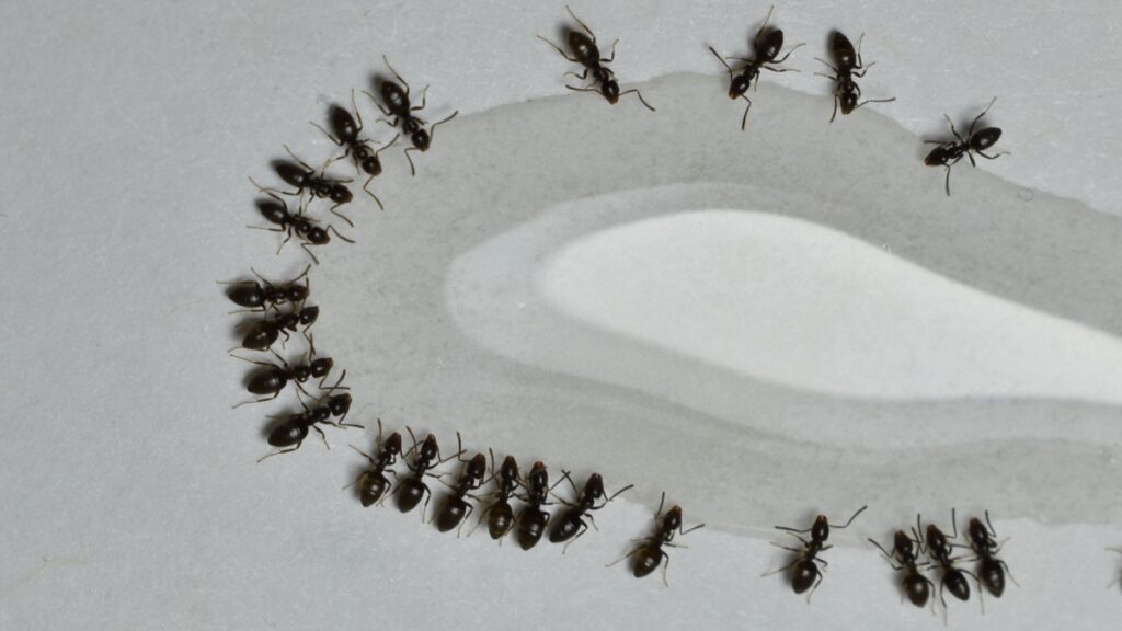 How to Get Rid of Ants in Southern California Homes