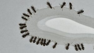How to Get Rid of Ants in Southern California Homes