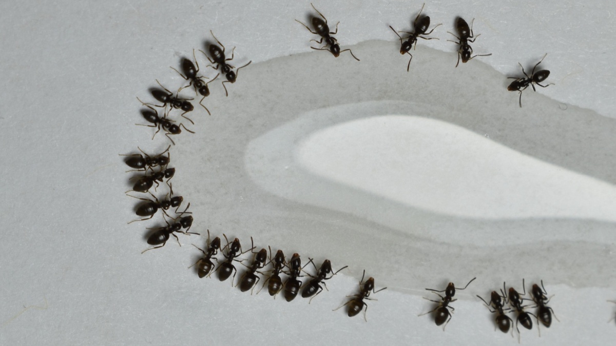How to Get Rid of Ants in Southern California Homes