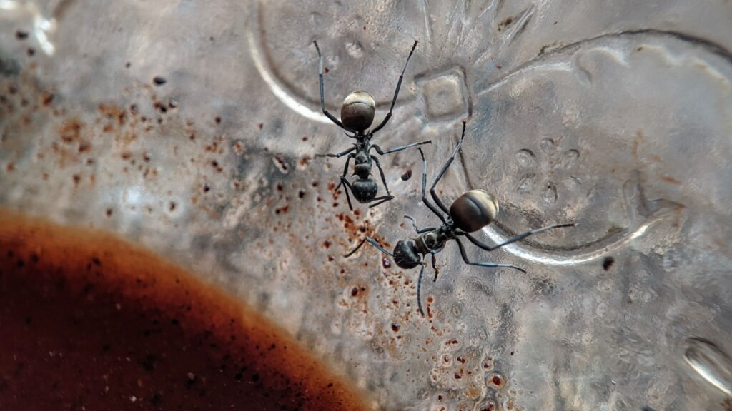 What Pests Are Most Common in San Bernardino Homes?