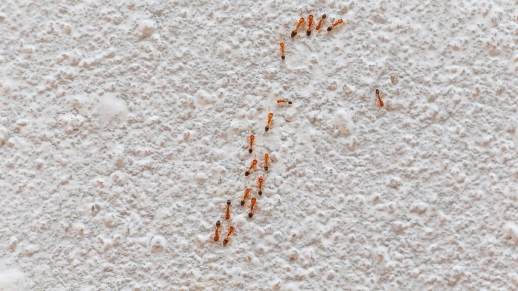 What Attracts Ants to Homes in San Bernardino?