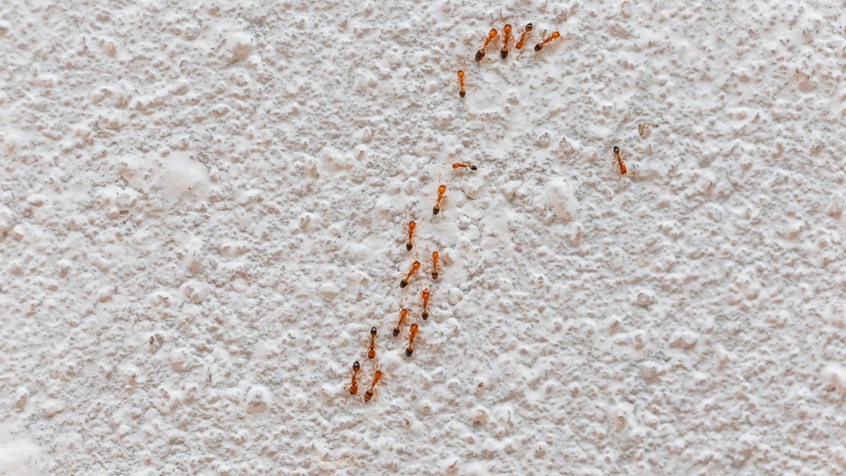 What Attracts Ants to Homes in San Bernardino?