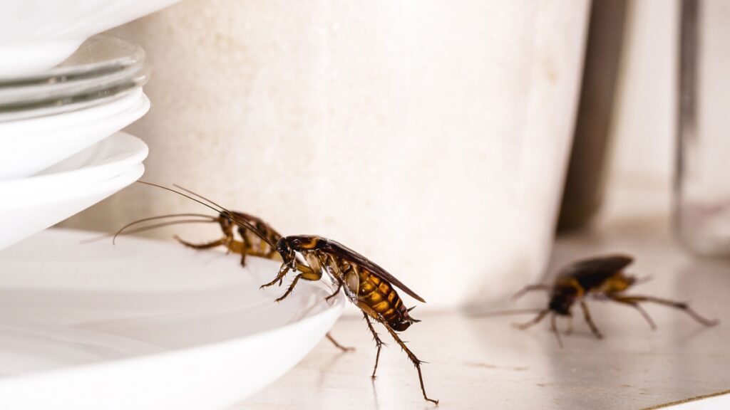 What Pests Are Most Common in Fontana Homes?