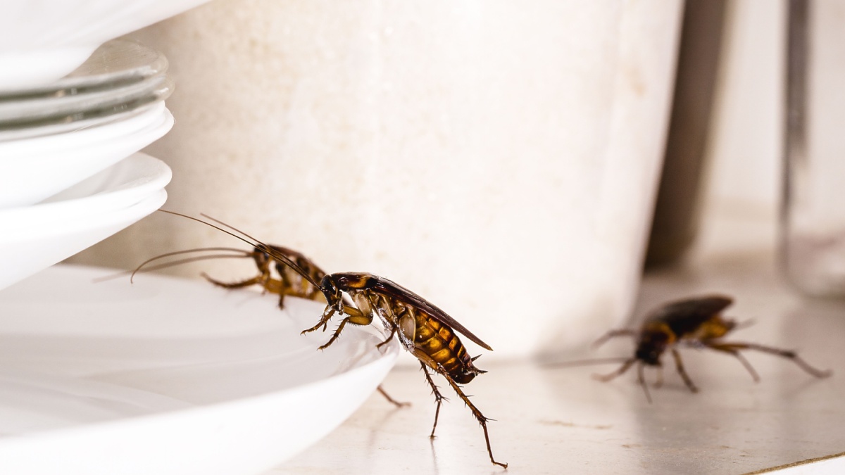 What Pests Are Most Common in Fontana Homes?