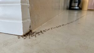 Why Do I Suddenly Have Ants in My House in Fontana?