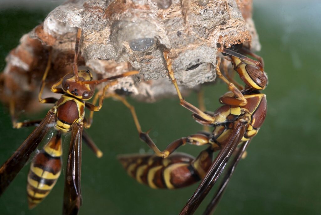 Paper wasps elimination services in Rialto, Ca.