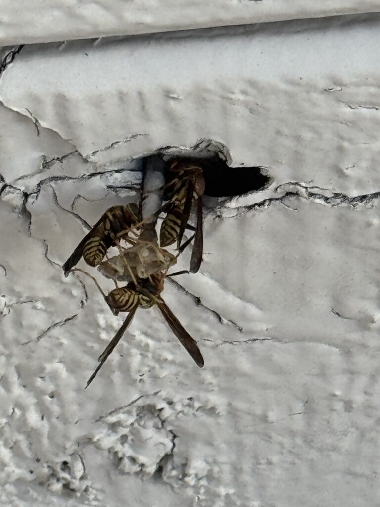 Wasp exterminator in Rialto, Ca.