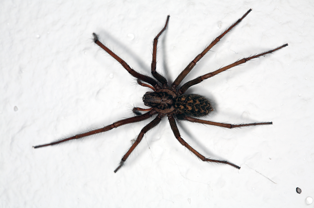 Common house spider exterminator in Fontana, Ca.