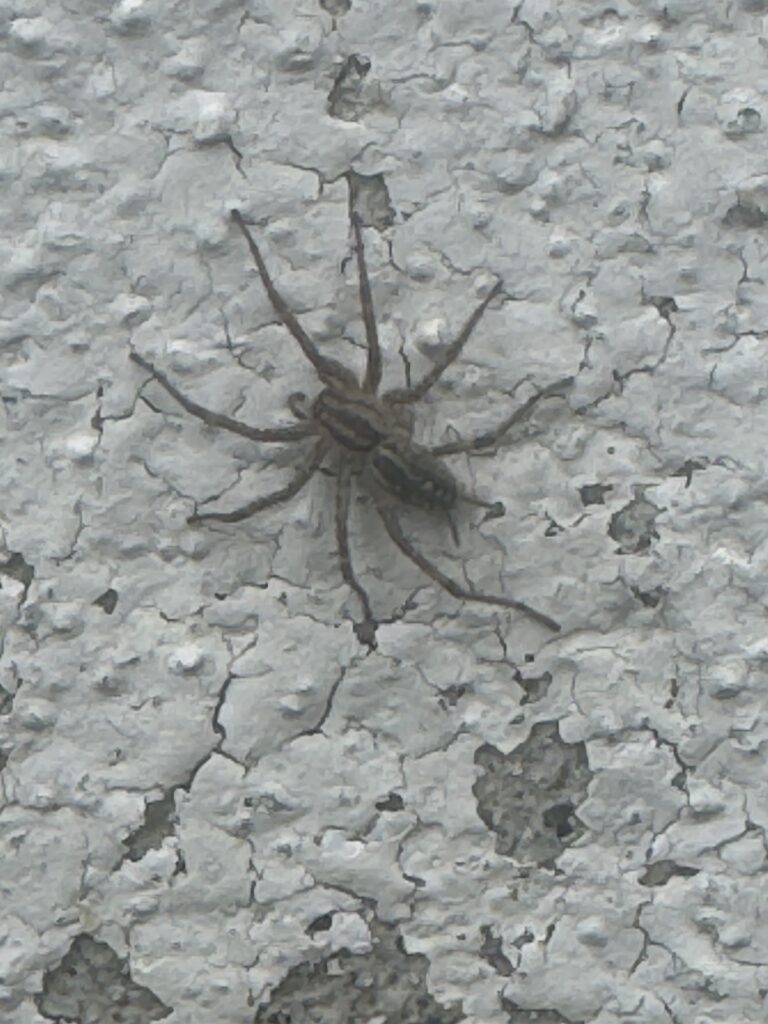 Wolf Spider extermination services in Fontana, Ca.