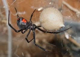 Black widow extermination services in Rialto, Ca.