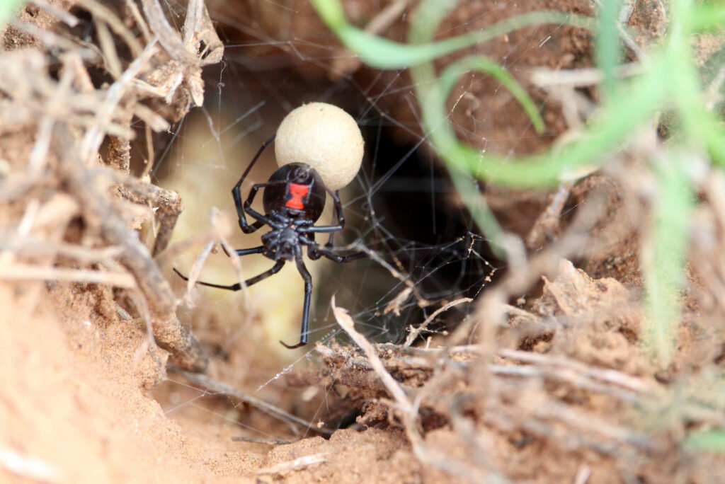 Black widow exterminator in Rialto, Ca.