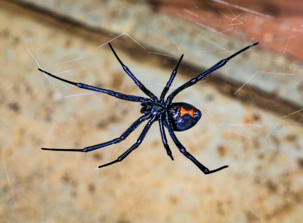 Black widow extermination services in San Bernardino, Ca.