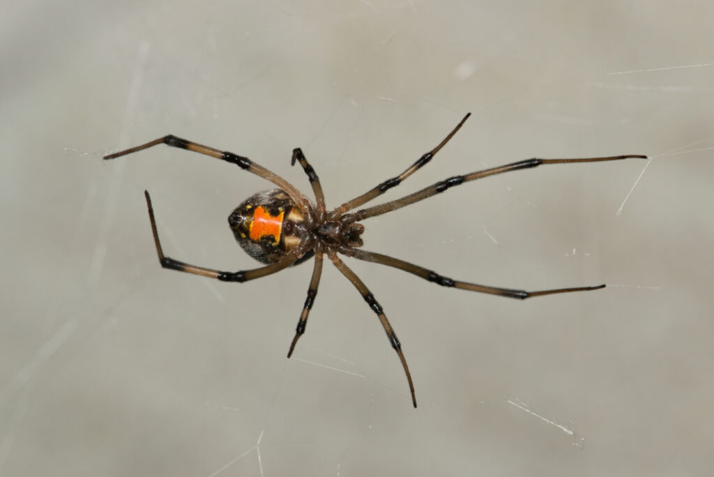 Brown widow spider pest control services in Fontana, Ca