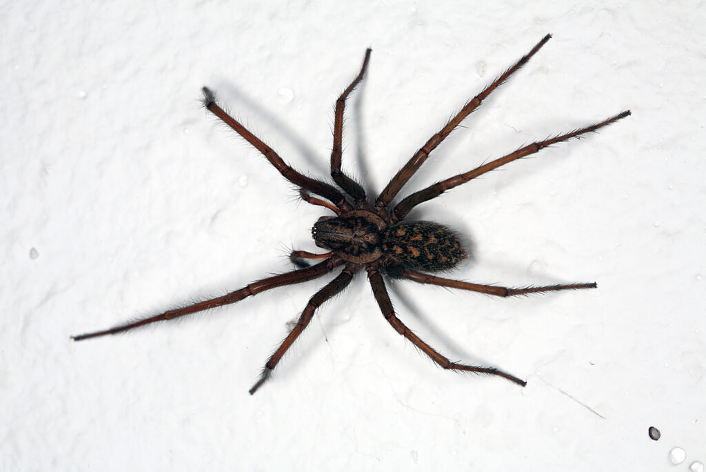 Spider elimination services in Rialto, Ca