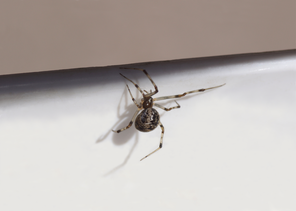 Common house spider pest control services in Rialto, Ca