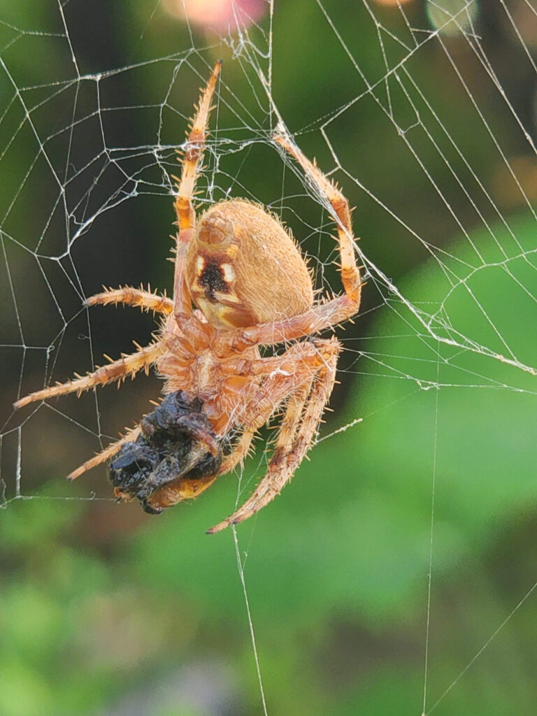 Orb weaver spider extermination services in Rialto, Ca. 