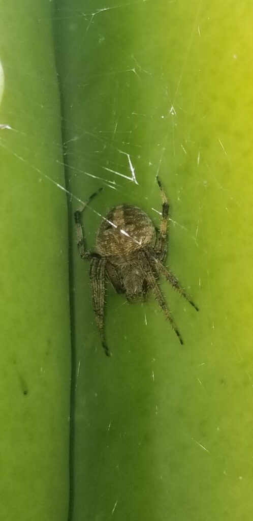 Orb weaver spider extermination services in San Bernardino, Ca.