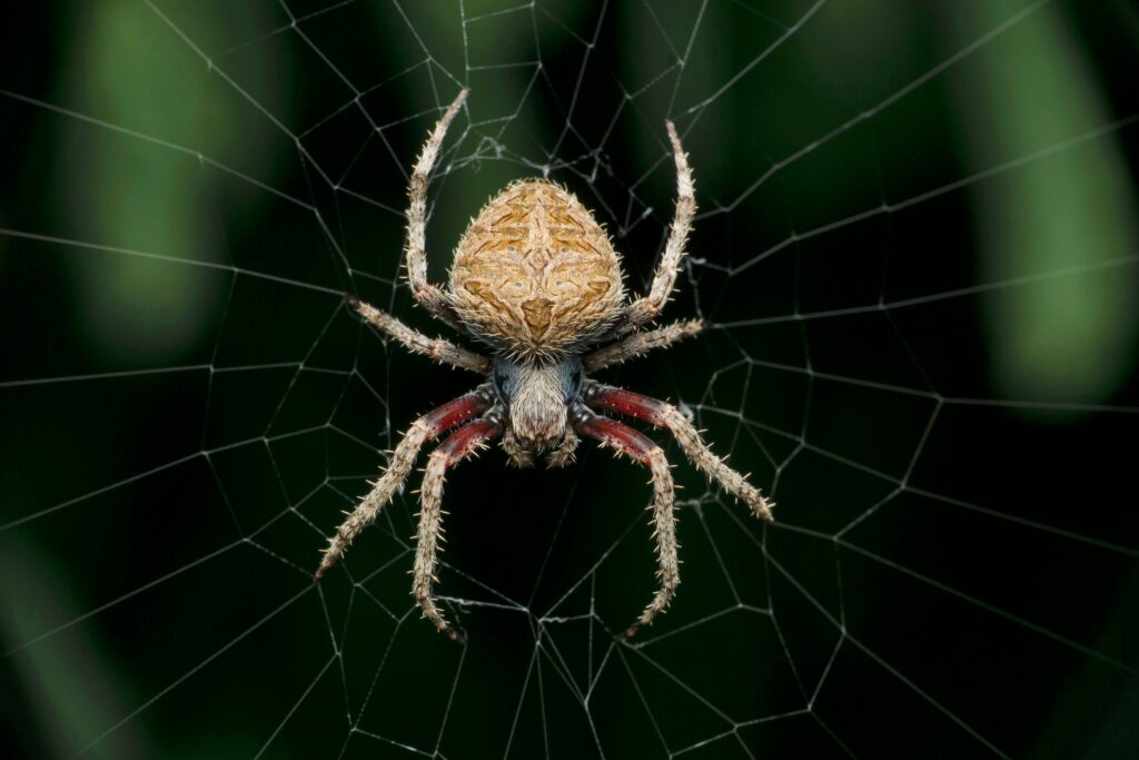Orb weaver spider exterminator in Rialto, Ca.