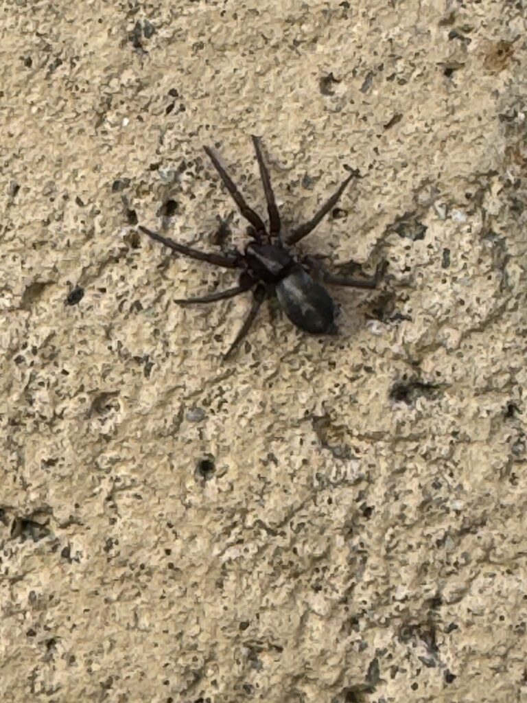 Spider exterminator in Rialto, Ca.
