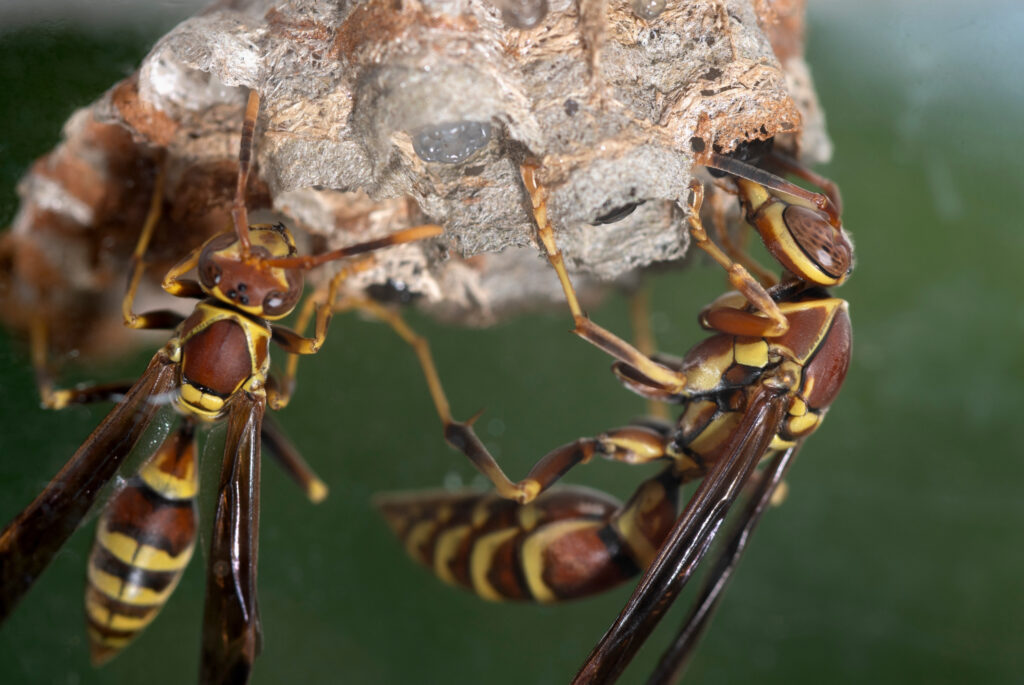 Wasp exterminator service in San Bernardino, Ca.