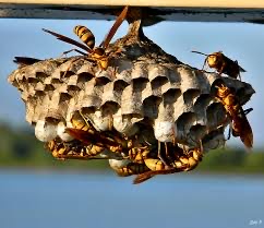 Wasp Pest control service in San Bernardino, Ca.