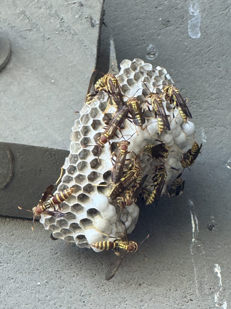 Wasp removal service in San Bernardino, Ca.
