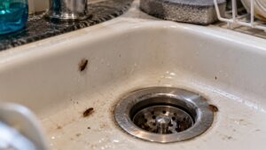 Can Cockroaches Come Through Drains? What Fontana Homeowners Should Know