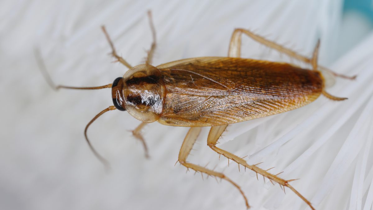 Why German Cockroaches Are So Hard to Get Rid of in Fontana Homes