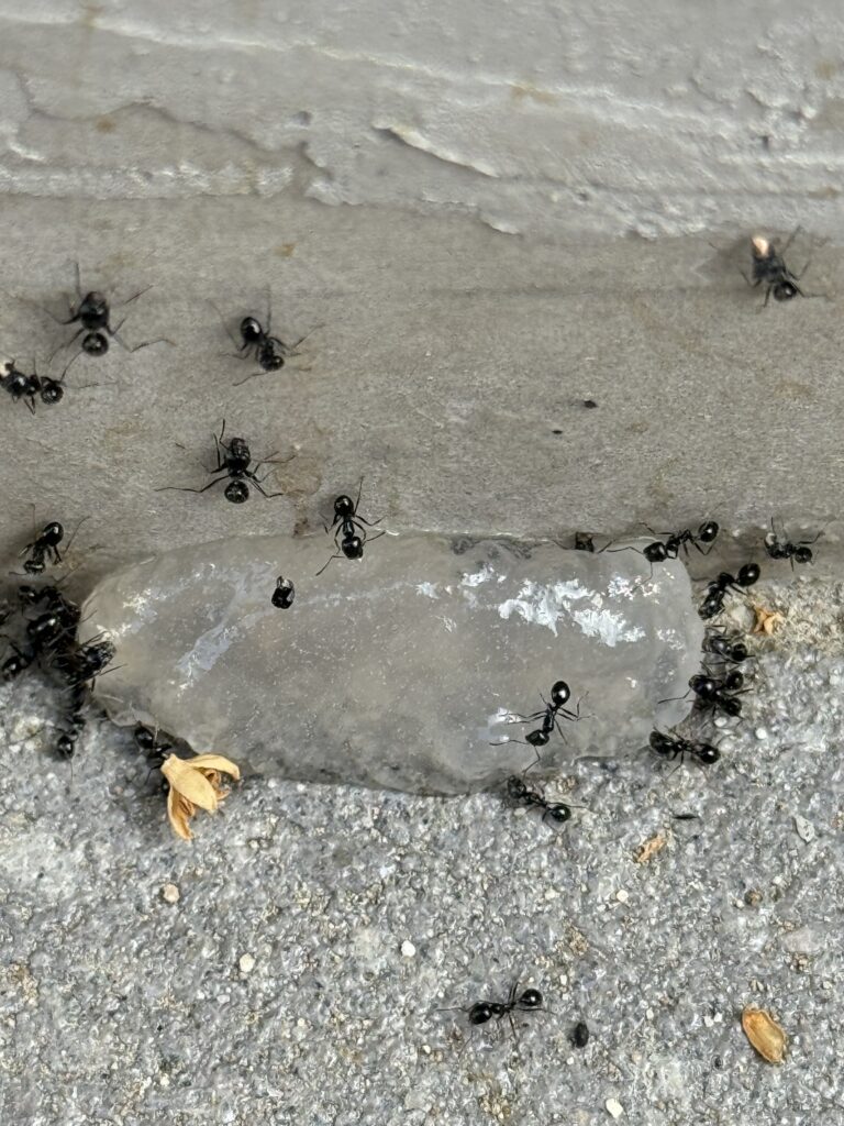 Extermination services for Argentine ants in Rialto, Ca.