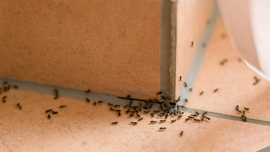 Pest control for ants in Rialto, Ca.