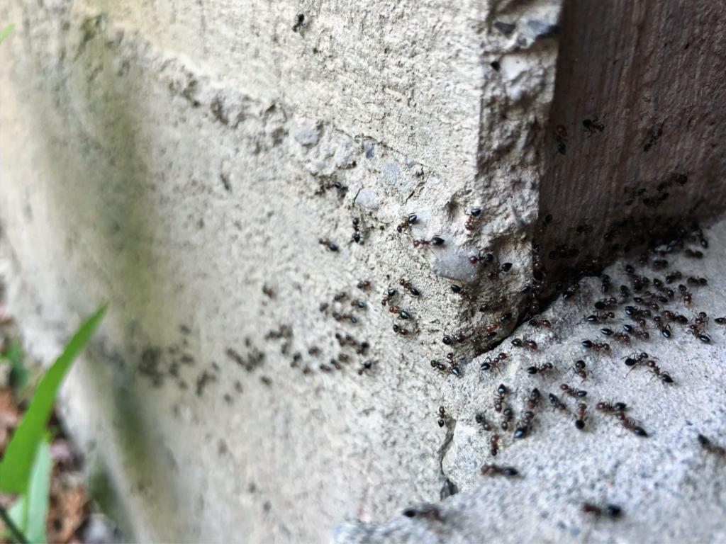 Exterminator for Argentine ants in Rialto, Ca.