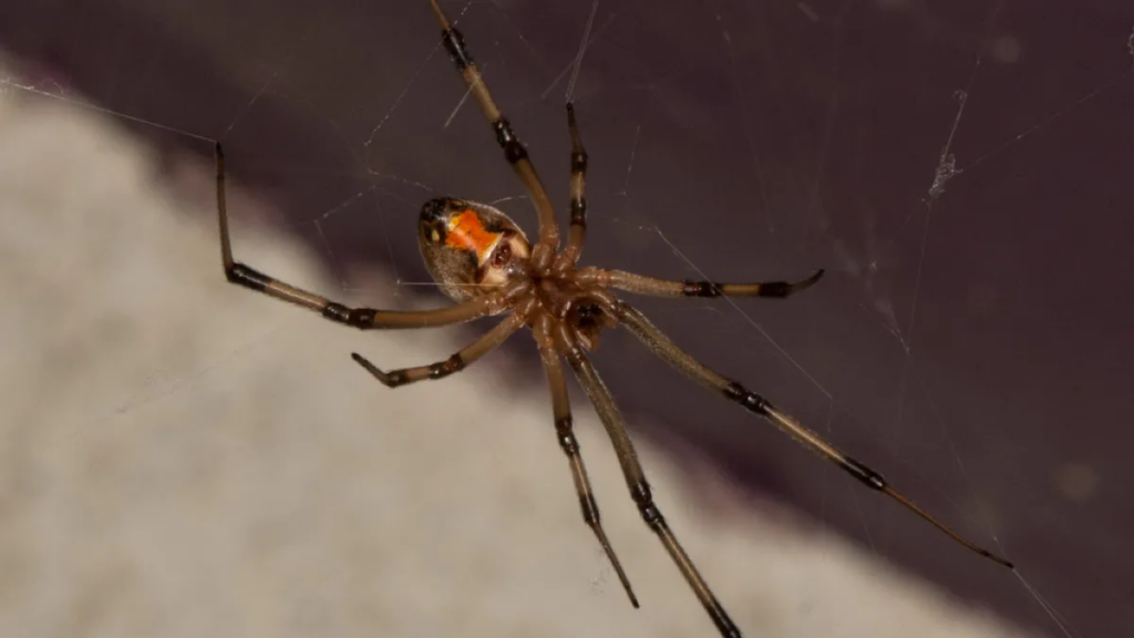 Brown Widow Spider extermination services in San Bernardino, Ca.