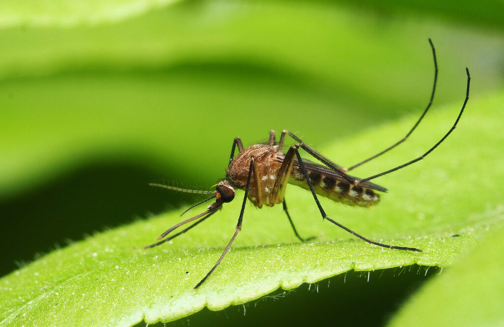 Mosquito extermination services in Rialto, Ca.